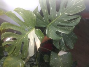 Monstera Thai Constellation