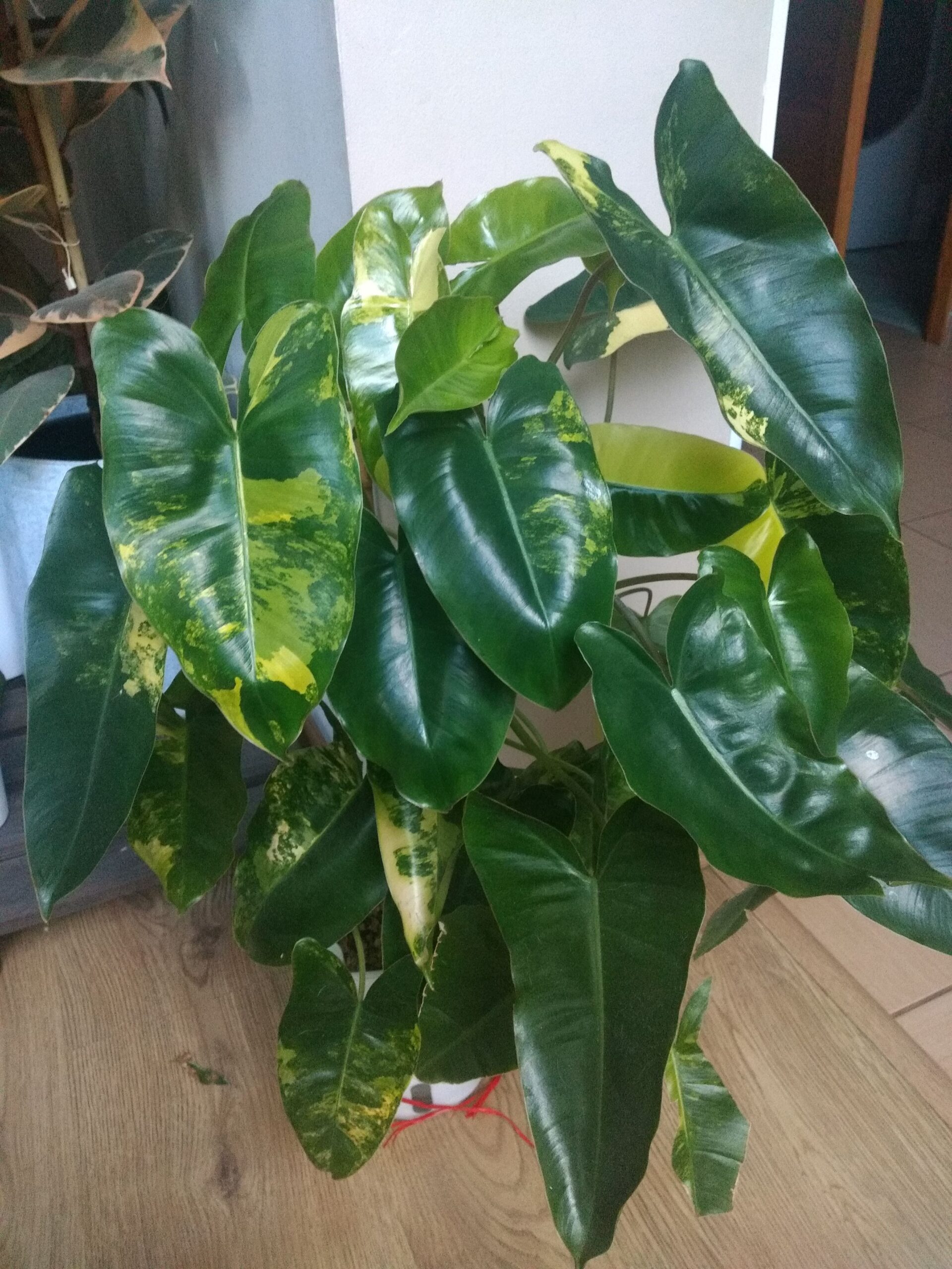 philodendron
