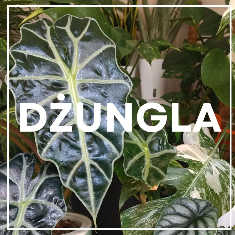 domowa-dzungla-urban-jungle-w-salonie