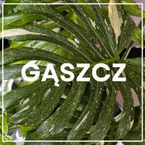 gaszcz-roslin-w-mieszkaniu-urban-jungle