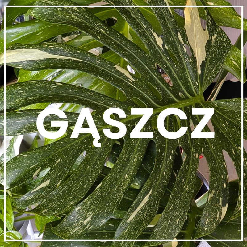 gaszcz-roslin-w-mieszkaniu-urban-jungle