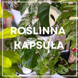 roslinna-kapsula-minimalizm-w-domu