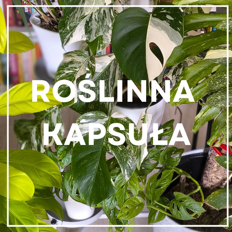 roslinna-kapsula-minimalizm-w-domu