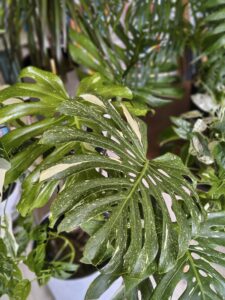 Monstera Thai Constellation