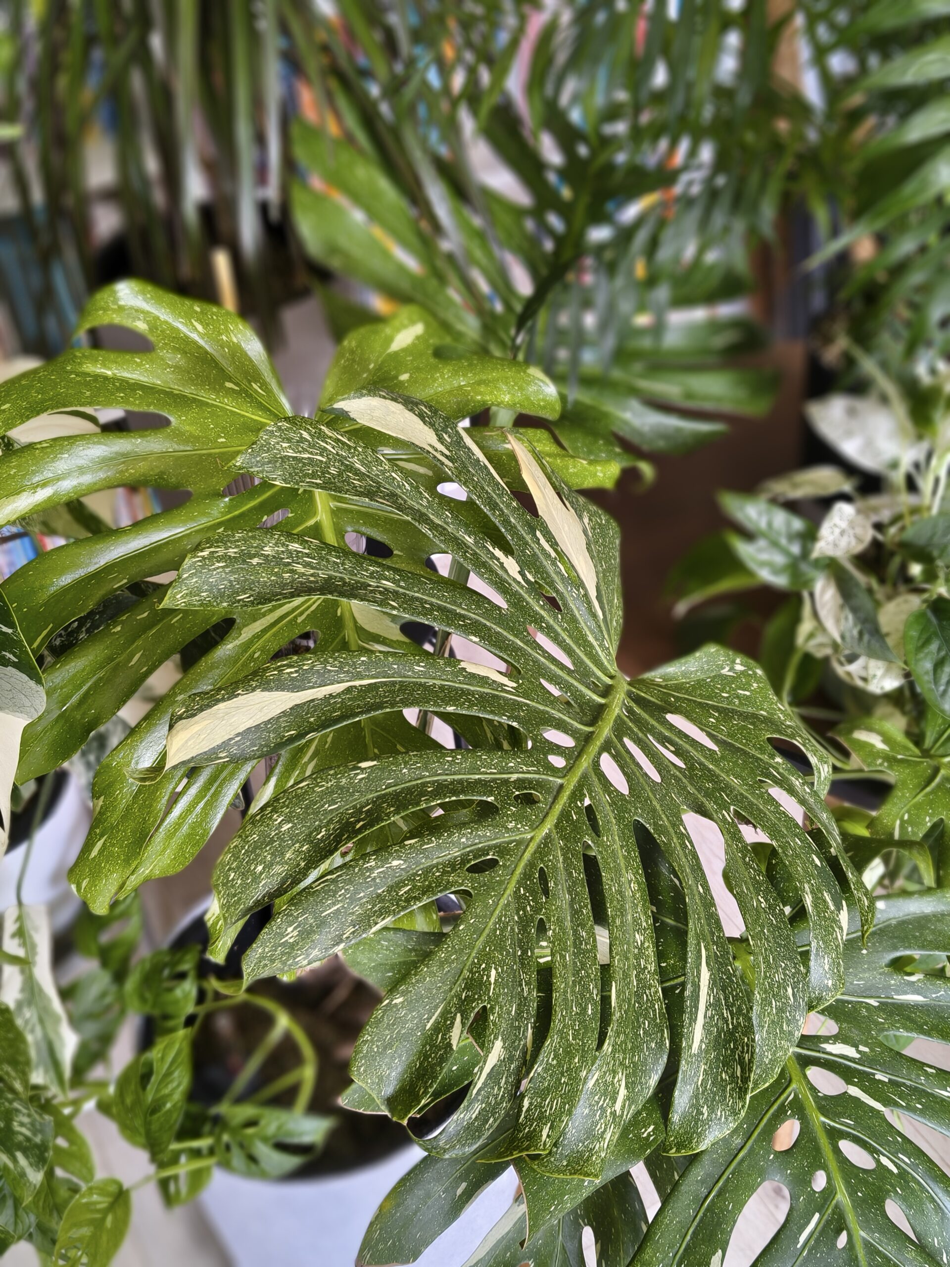 Monstera Thai Constellation