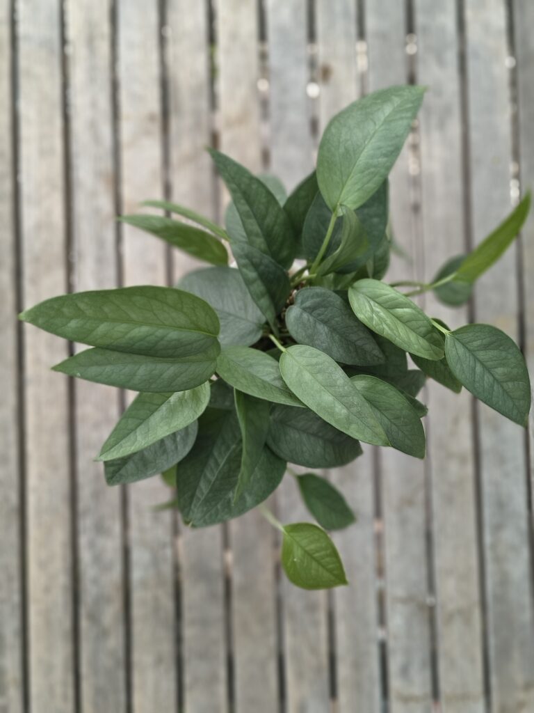 Epipremnum cebu blue