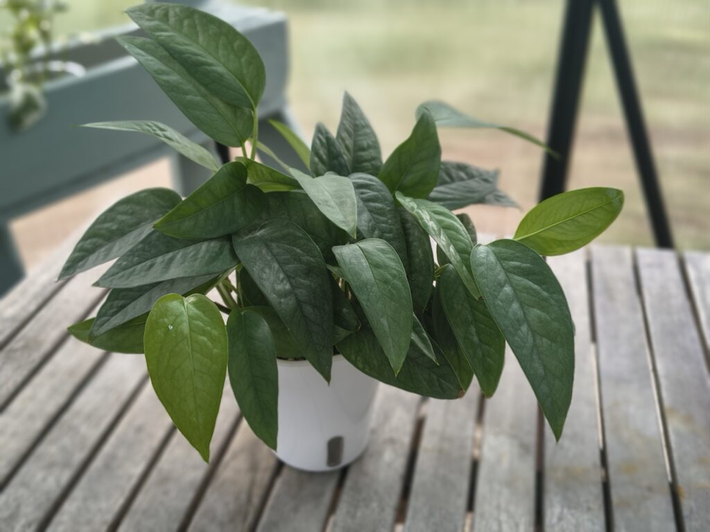 Epipremnum cebu blue